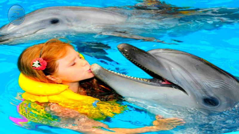 Swimming with dolphins in Belek